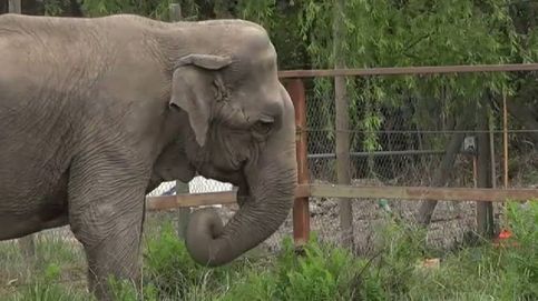 La elefanta Ramba descansará en un santuario brasileño tras años de maltrato