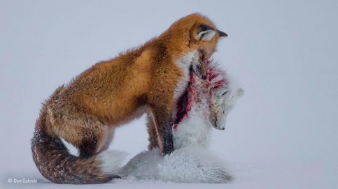 Naturaleza salvaje: las mejores imágenes de animales de 2015
