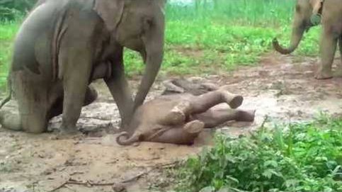 Mamá elefante ayuda a su pequeño cuando queda atrapado en el barro