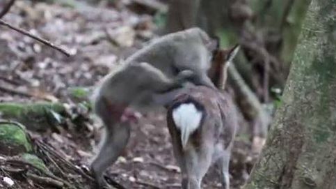 El extraño comportamiento de un macaco intentando tener sexo con un ciervo