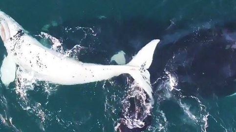 Excepcionales imágenes de la cría de una rara ballena blanca y su madre