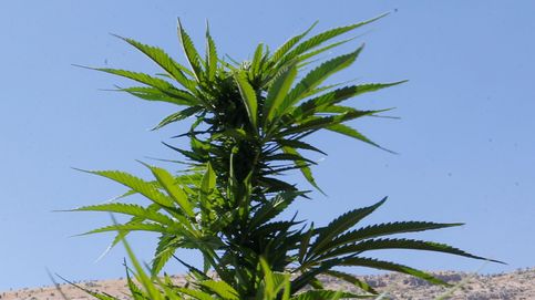 ¿Puede el cambio climático lograr la legalización del cannabis en Líbano?
