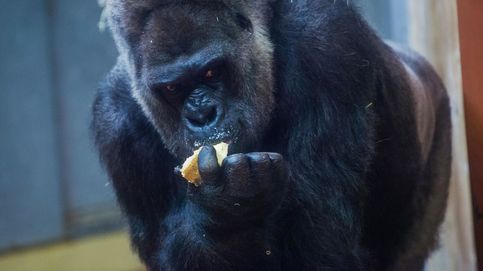 Un gorila de 200 kilos hiere de gravedad a una cuidadora del Zoo de Madrid