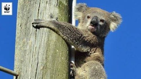Este koala sobrevive dos días a pleno sol agarrado a un poste de luz