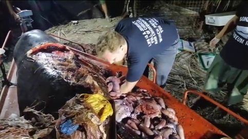 Hallan una ballena muerta en Filipinas con 40 kilos de plásticos en su interior