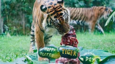 La población de tigres salvajes de Tailandia se duplica en los últimos años