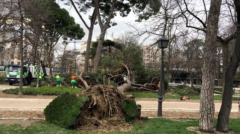 Muere un niño de 4 años tras caerle un árbol encima en el parque de El Retiro