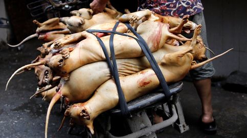 China celebra el festival de la carne de perro: atención, imágenes sensibles