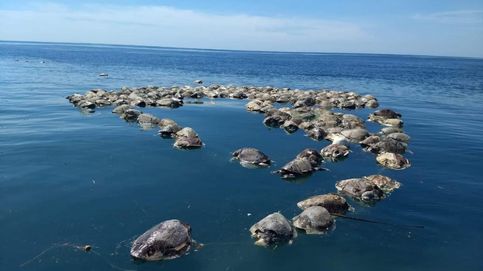 Hallan muertas a 300 tortugas marinas en peligro de extinción atrapadas en redes ilegales en México