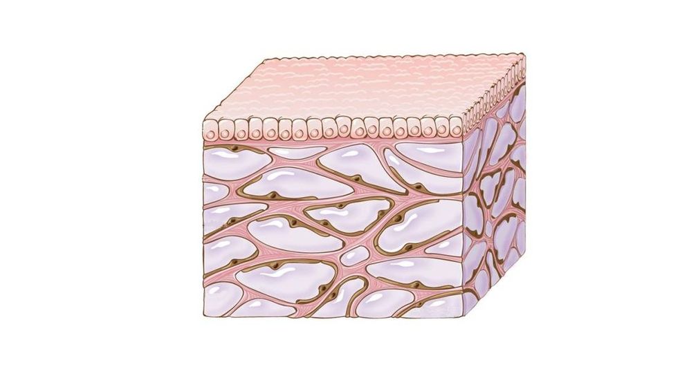Foto: Ilustración del intersticio, tejido que se encuentra entre la piel y los órganos. (J Gregory / 'Nature')