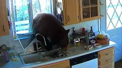 Un oso se cuela por la ventana de una cocina en California