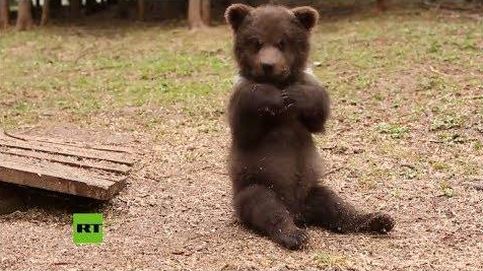 Nuevo hogar para estos osos partos huérfanos en Rusia