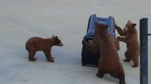 Estos osos por llevarse algo a la boca hacen lo que sea