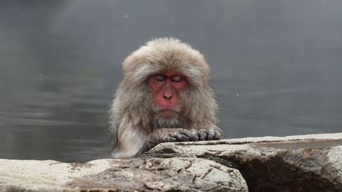Los macacos japoneses, a remojo