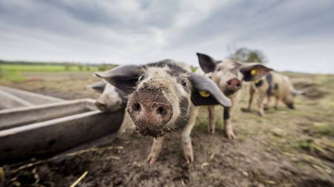 De la jaula al paladar: la carne de los animales con estrés es (y sabe) peor