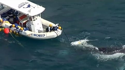 El complicado rescate de una ballena en la costa de Australia