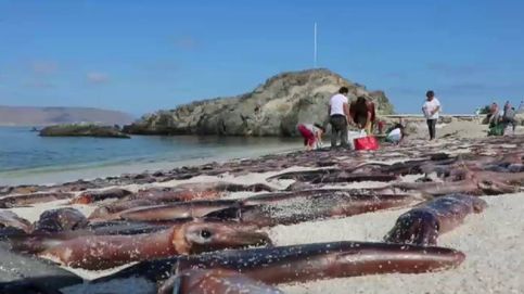 Miles de sepias aparecen muertas en una playa de Chile