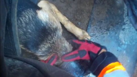 Rescatan a una perra cuya cabeza quedó atrapada en una tubería en Chile