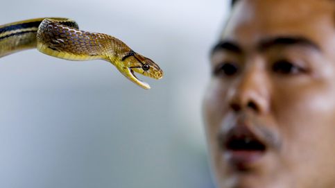 Un centro turístico de serpientes reabre en Bangkok a pesar de los bajos niveles turísticos