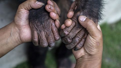 Cementerio de pateras y crías de chimpancé rescatadas del contrabando: el día en fotos