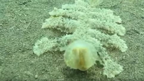 Melibe Viridis, la criatura gelatinosa más rara del mundo