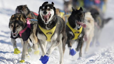 Perros y más de mil kilómetros por la nieve: así es la carrera Iditarod en Alaska