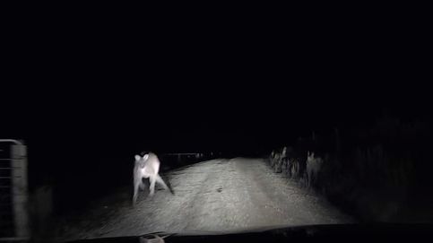 El canguro australiano al que no le gustaban los coches: 'ataca' a un vehículo en plena noche