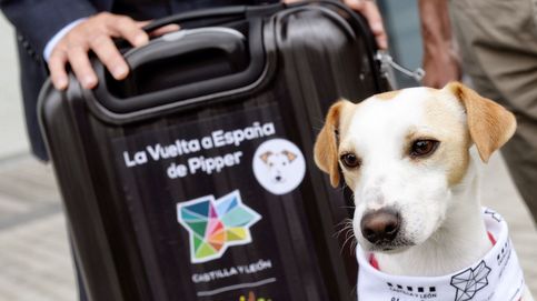 Pipper, el primer perro influencer de España