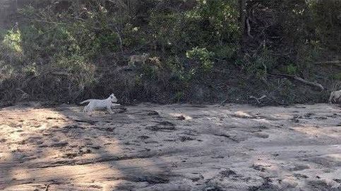 Hallan una especie rara de cachorro blanco de león en un parque de Sudáfrica
