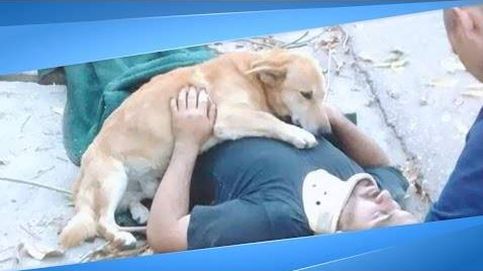 El perro que no se separó de su amo tras quedar inconsciente