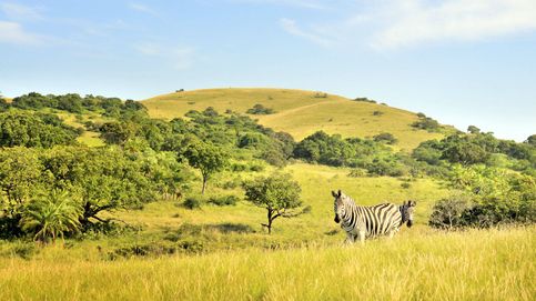 Safaris por África: lo que se puede ver en una ruta por Zambia, Sudáfrica y Botsuana