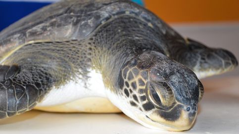 Se multiplican los casos de tortugas atrapadas por plásticos