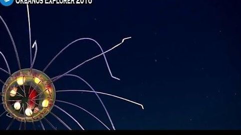 Un espectáculo de luces en la oscuridad: descubren una medusa a 3.700 metros de profundidad