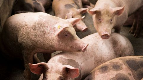 ¿Serán los cerdos la solución a la escasez de órganos para trasplantes?