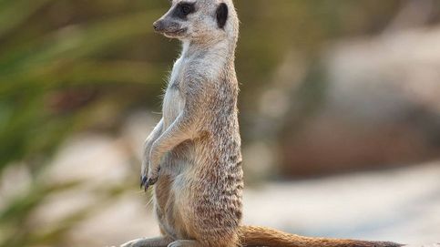 Tener una suricata (y estos otros 9 animales) es legal en España