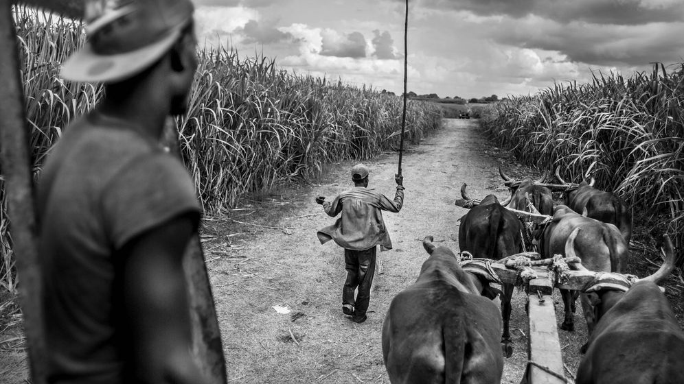 Foto: Cortadores de caña de azúcar en los bateyes de la provincia de San Pedro de Macorís, donde muchos de los desplazados haitianos van a trabajar en la temporada de la caña de azucar. (Foto: Javier Arcenillas)