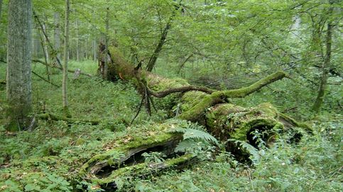 Talan el bosque de 10.000 años de Bielowietza por culpa de una plaga de escarabajos