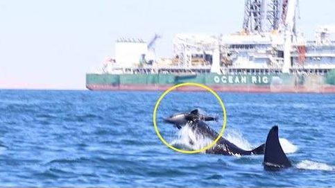 El momento en el que dos orcas matan a un delfín