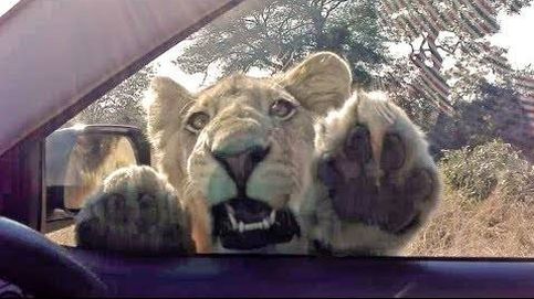 Vaya susto se llevan estos turistas ante el saludo inesperado de este león