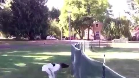 El perro que te da mil vueltas en estilo saltando una valla. ¡Ale hop!