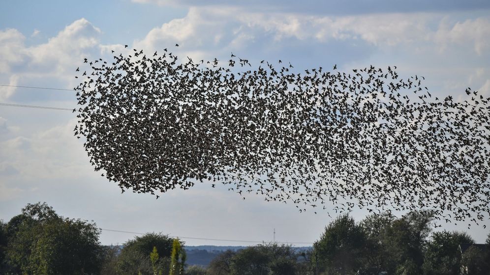 Foto: Aves migratorias. Foto: EFE Wojtek Jargilo