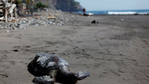El misterio de las tortugas envenenadas en las playas de El Salvador
