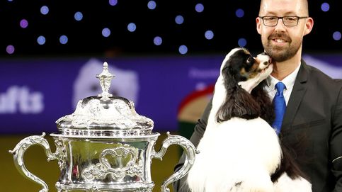 El festival canino de Crufts (Birmingham) reivindica las razas británicas 