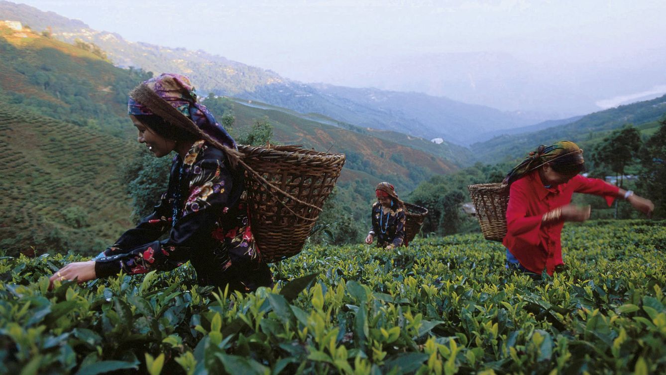 Foto: Trabajos de recolección de hojas de té en la plantación de Makaibari. (Thomas Goisque) 