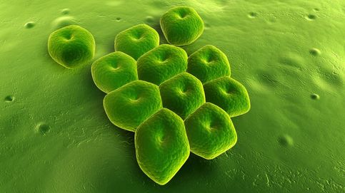 Las doce bacterias más peligrosas (y nos estamos quedando sin cura)