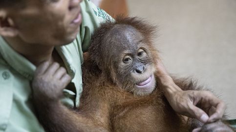 El orangután hallado en una maleta regresa a su isla de origen en Indonesia
