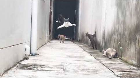 La huida de un gato como si estuviera en una película de acción