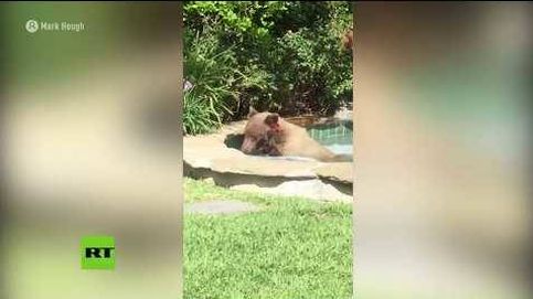 Un oso se da un baño en el jacuzzi de un vecino de California