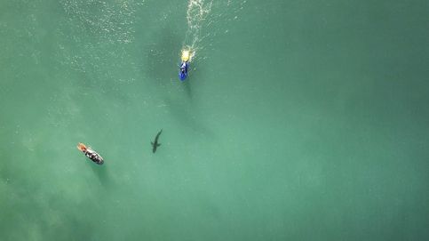 Un tiburón tigre surca las aguas de la playa de Miami