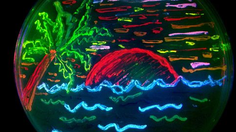 Arte en placas de Petri: doce 'cuadros' pintados con gérmenes y bacterias